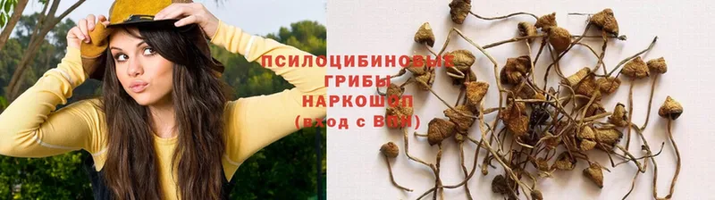 Галлюциногенные грибы GOLDEN TEACHER  Междуреченск 